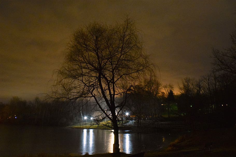 Árbol, luces, hielo, estanque, noche, congelado, invierno, franklin pond, sombra, silueta