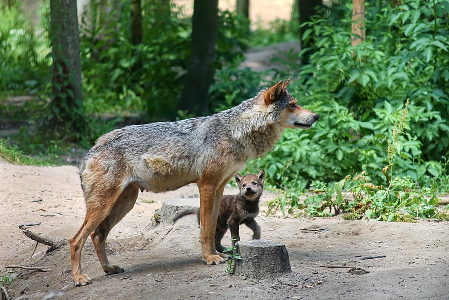 オオカミ, 子犬, 家族, 若い動物, ダム, canis lupus, 若い, オオカミの子, オオカミの家族, 自然