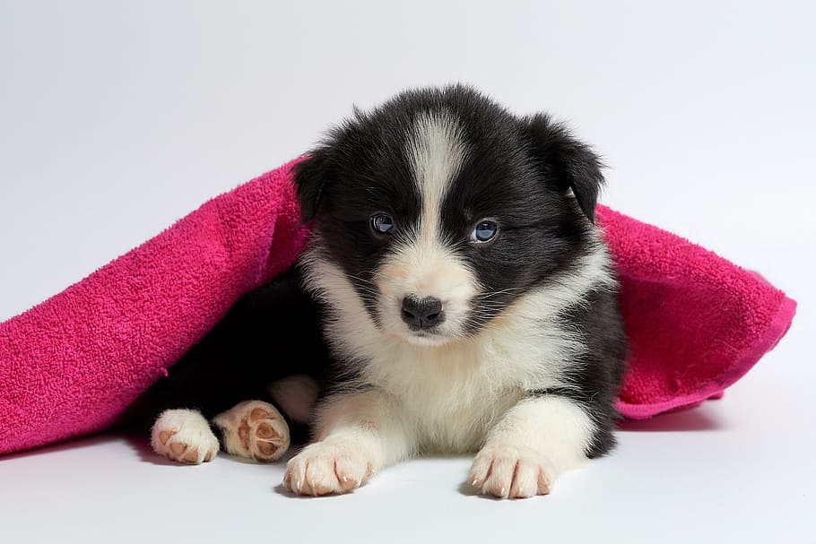 short-coated, black, white, puppy, cute, dog, pet, small, animal, young
