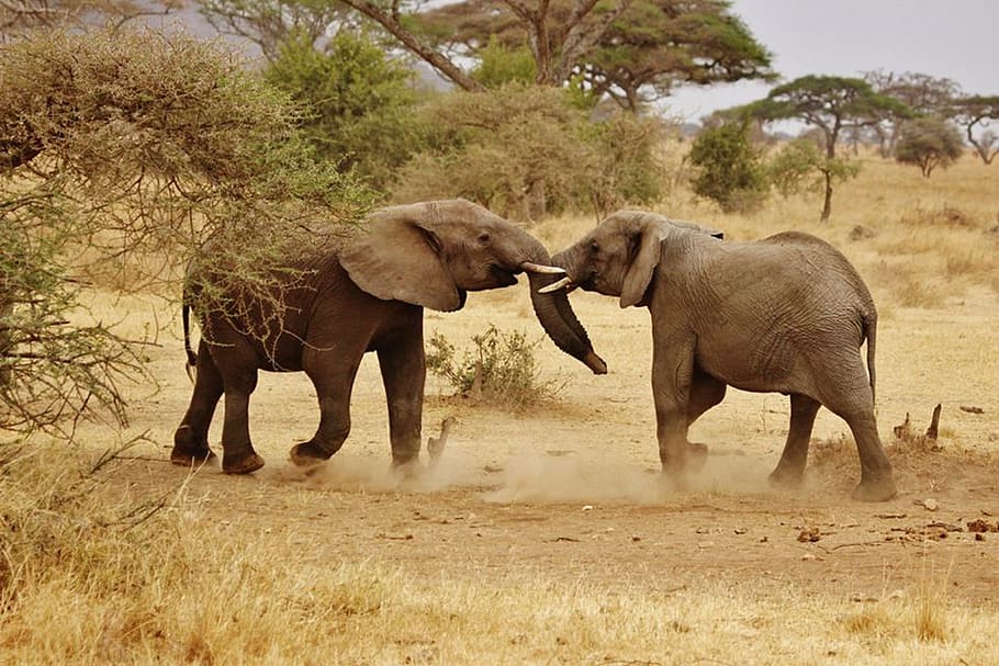 two, black, elephants, facing, elephant babies, elephant family, serengeti national park, africa, tanzania, safari