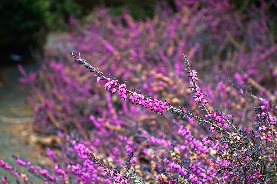 selektif, foto fokus, ungu, bunga petaled, erica, pink, tanaman, heather, musim semi, berbunga