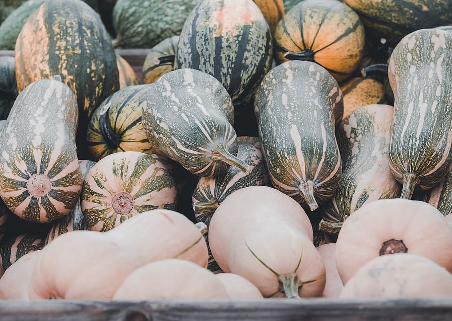 calabaza, otoño, verduras, comida, saludable, frutas de otoño, acción de gracias, elegir, decoración de otoño, calabazas