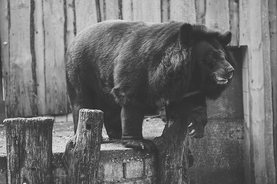 クマ, 捕われの身, 黒と白, フェンス, 動物園, 野生動物の写真, 悲しい, 閉じ込められた, フェンシング, 生き物