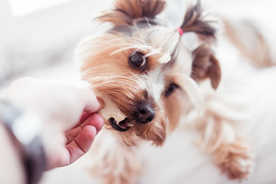 wants, Little, Yorkshire Terrier, Treats, animals, bed, calm, cute, dogs, eating