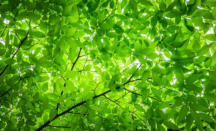verde, folhas, árvore, branco, céu, madeira, as folhas, galho, folha, textura