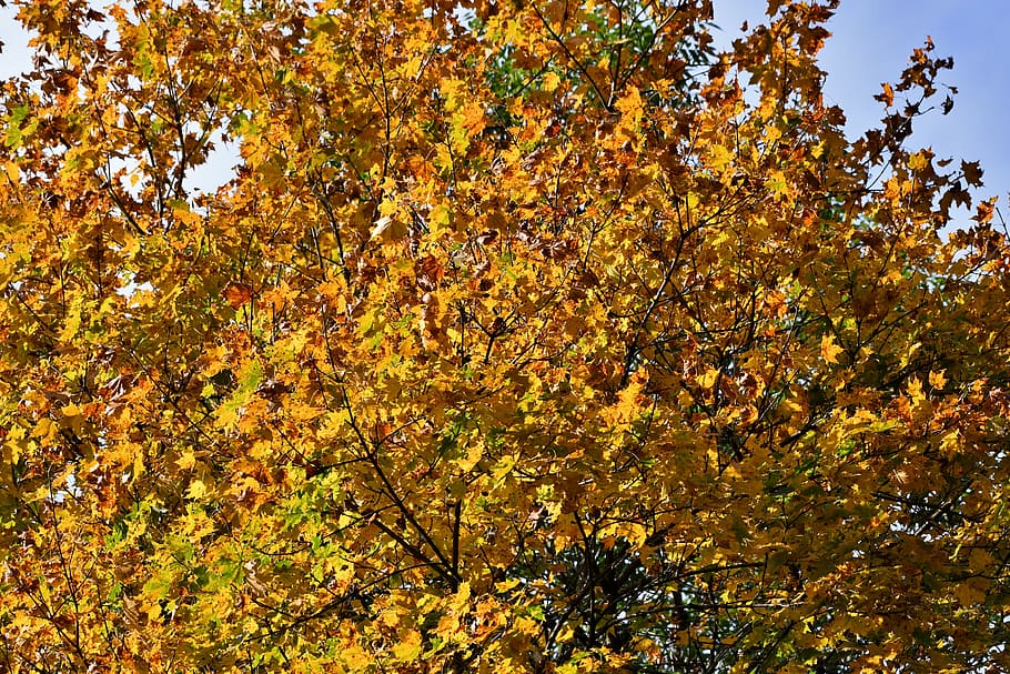 colores de otoño, hojas de otoño, árbol, otoño, octubre, hojas, colorido, voto, amarillo, naturaleza