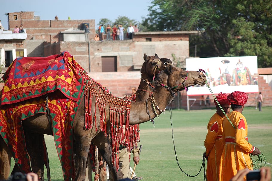 jaipur, rajasthan, camels, amer, travel, india, tourism, mammal, domestic animals, built structure