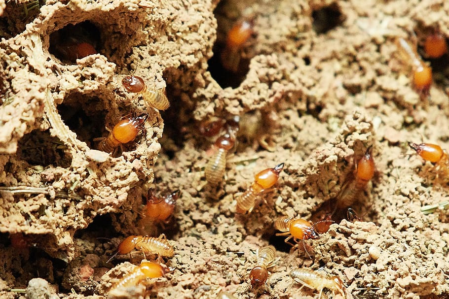 termites, nature, food, insect, animal wildlife, animal themes, animal, animals in the wild, invertebrate, group of animals