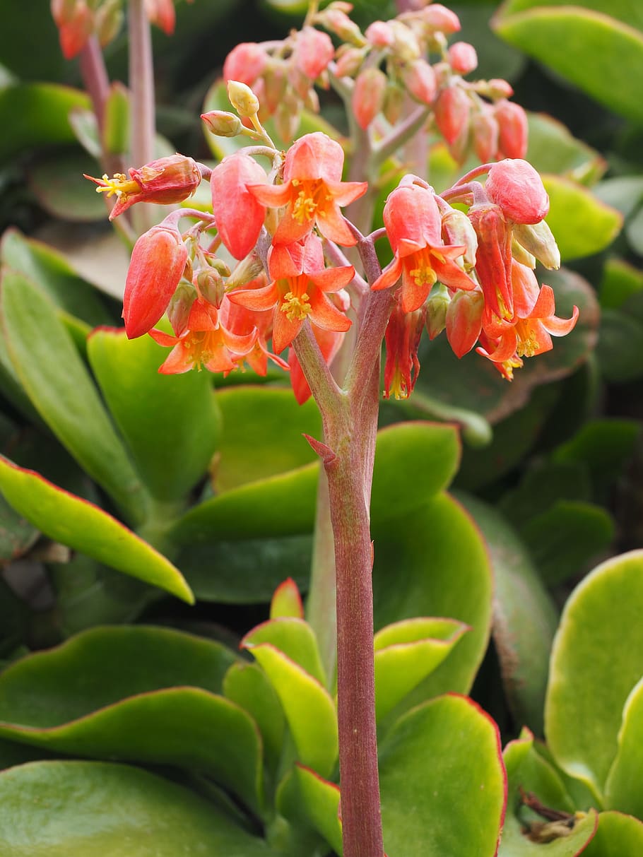 Cotyledon Orbiculata, Flower, Blossom, bloom, orange, red, cotyledon, thick sheet greenhouse, crassulaceae, plakkie