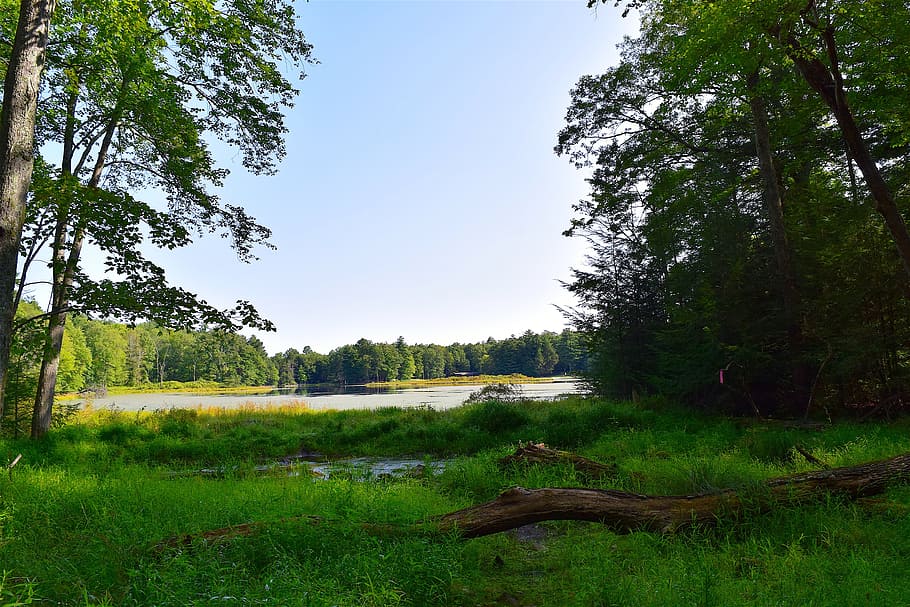 森 木 湖 自然 風景 夏 緑 公園 屋外 草原 Pxfuel