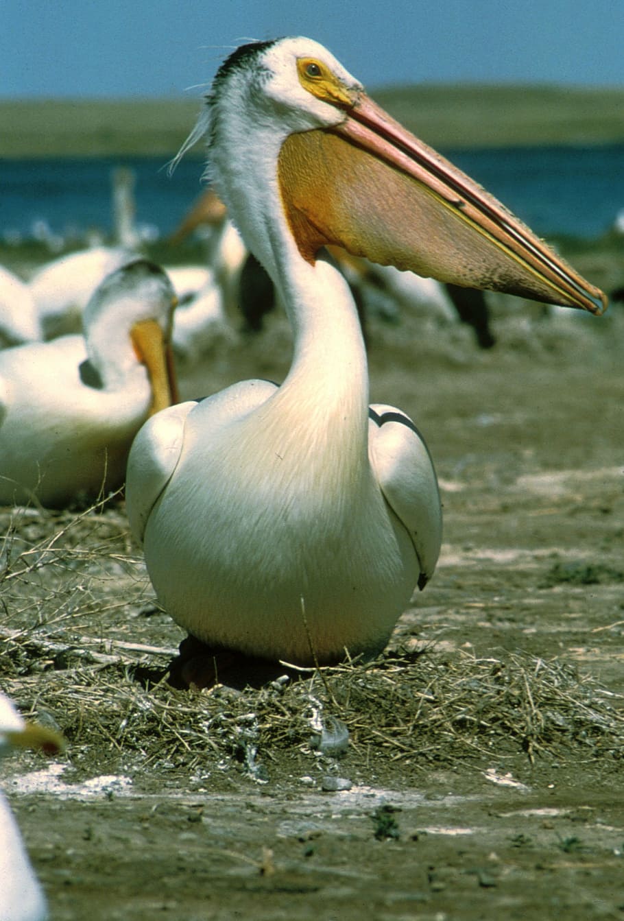 white pelican, bird, wildlife, nature, beak, land, water, wild, sea, standing