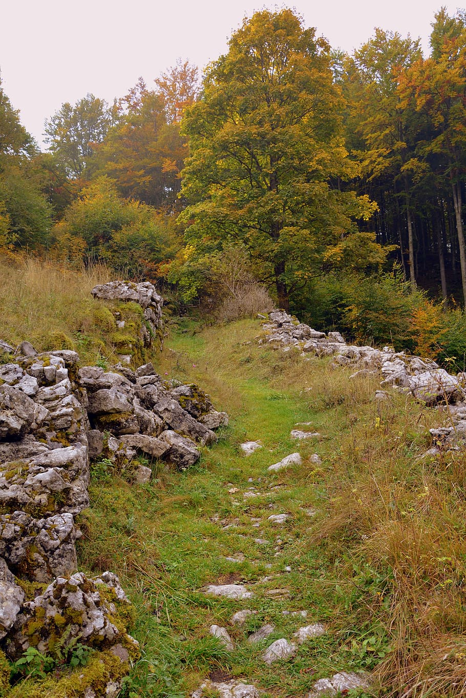 sendero, piedras, hierba, sassi, bosque, otoño, el camino europeo, e5, lessinia, italia