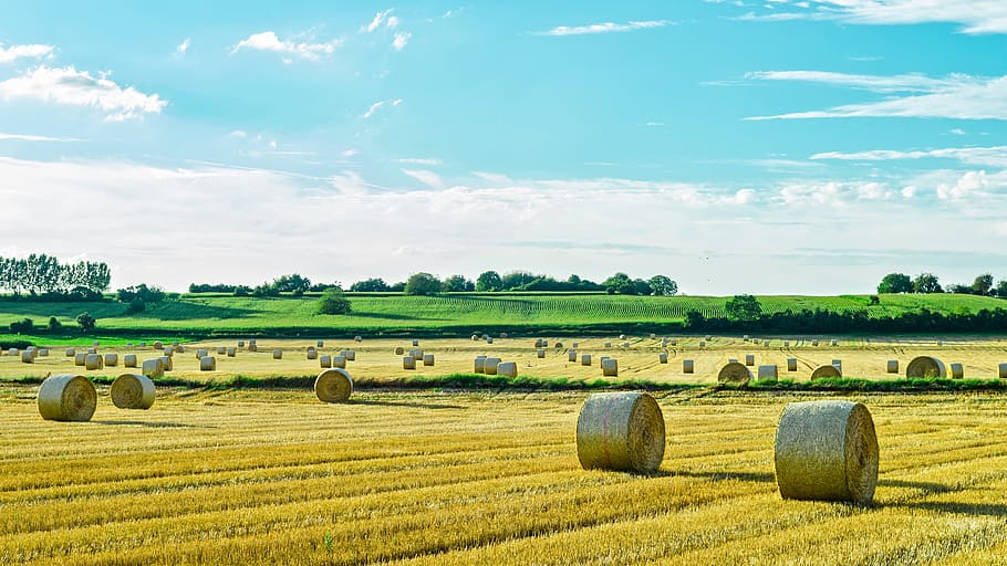 Rolls, Straw, Field, Landscape, rolls of straw, countryside, agriculture, bale, farm, rural scene