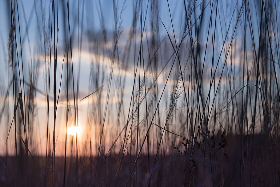 grass covering sunset, close, photography, grass, sunset, nature, stems, stalks, sway, outdoors