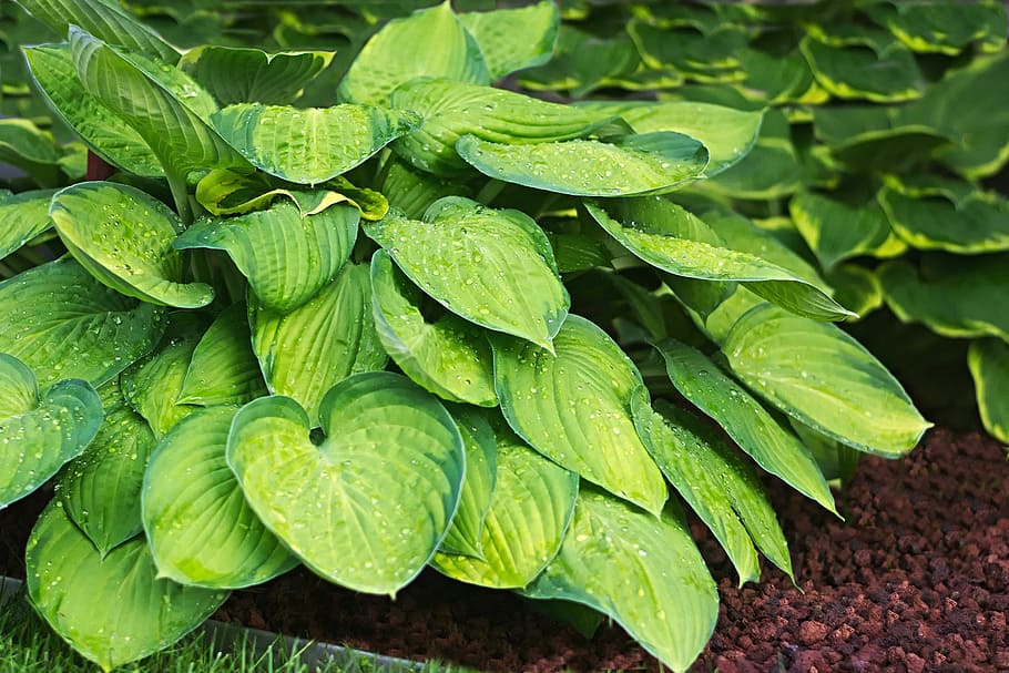 Plantain Lily, Raindrop, yellow green, hosta, green color, food and drink, freshness, vegetable, healthy eating, leaf