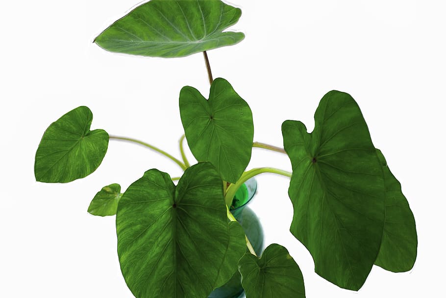 elephant ears, plant, leaf, green, garden, vase, plant part, white background, green color, studio shot