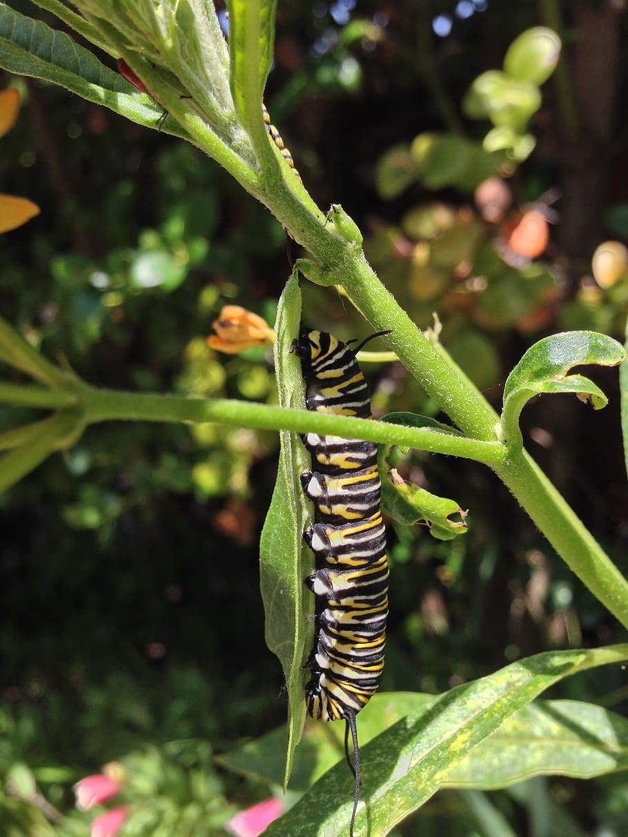 monarch, milkweed, caterpillar, insect, transformation, nymphalidae, feeding, green color, plant, animal themes