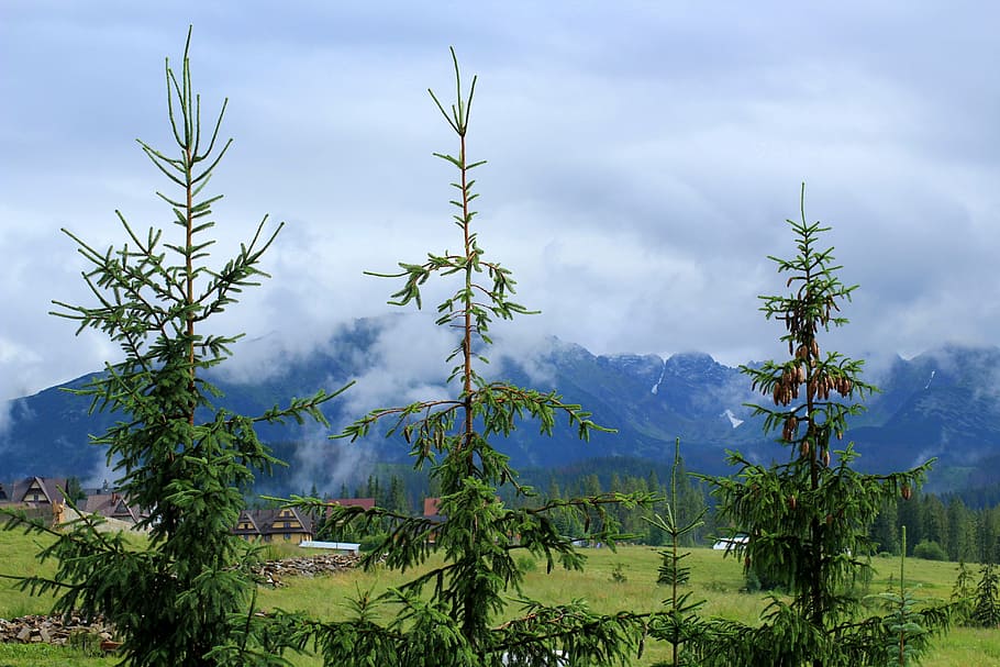 green, trees, mountain, cloudy, sky, mountains, view, mountain landscape, conifers, summer