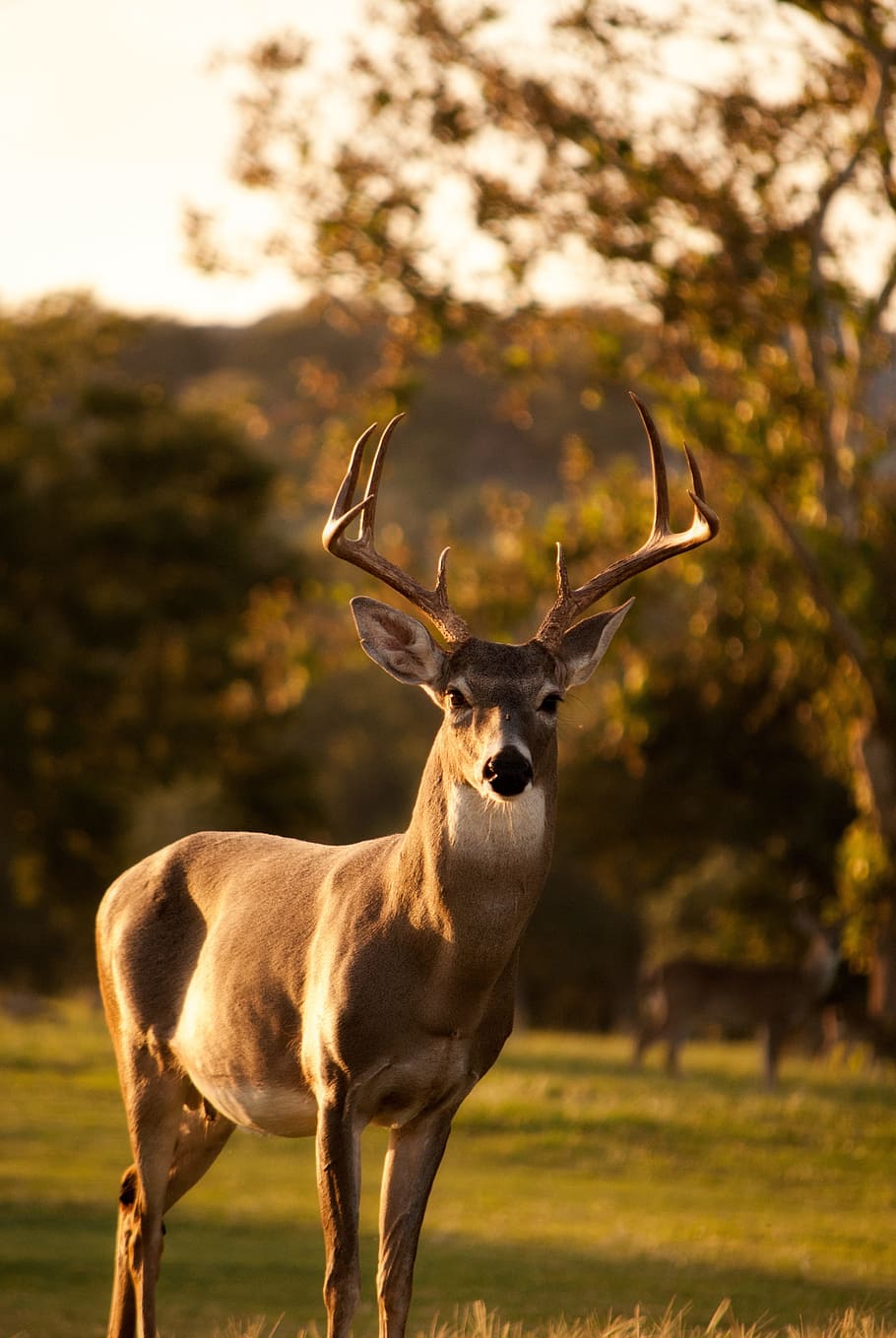 deer, standing, trees, animal, horn, wildlife, forest, mountain, grass, blur