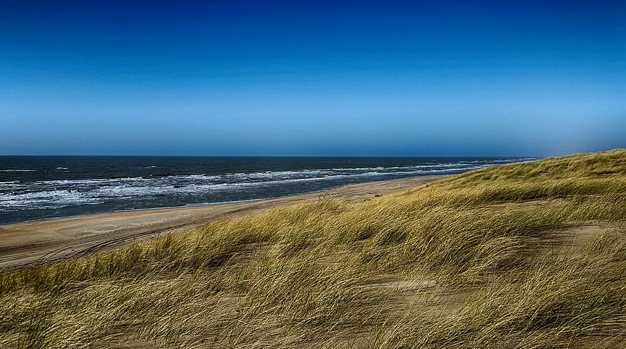 green, grass field, ocean, green grass, beach, holland, hdr, sea, coast, north sea