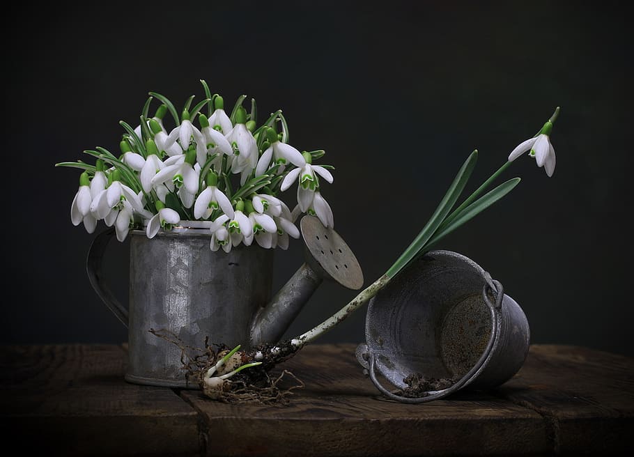 snowdrops, -petaled, flowers, watering, flower, plant, flowering plant, freshness, beauty in nature, indoors