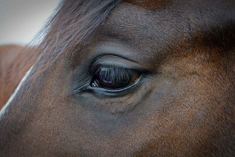view, horse eye, horse, eye, horse head, eyelashes, animal, brown, gentle, animal Head