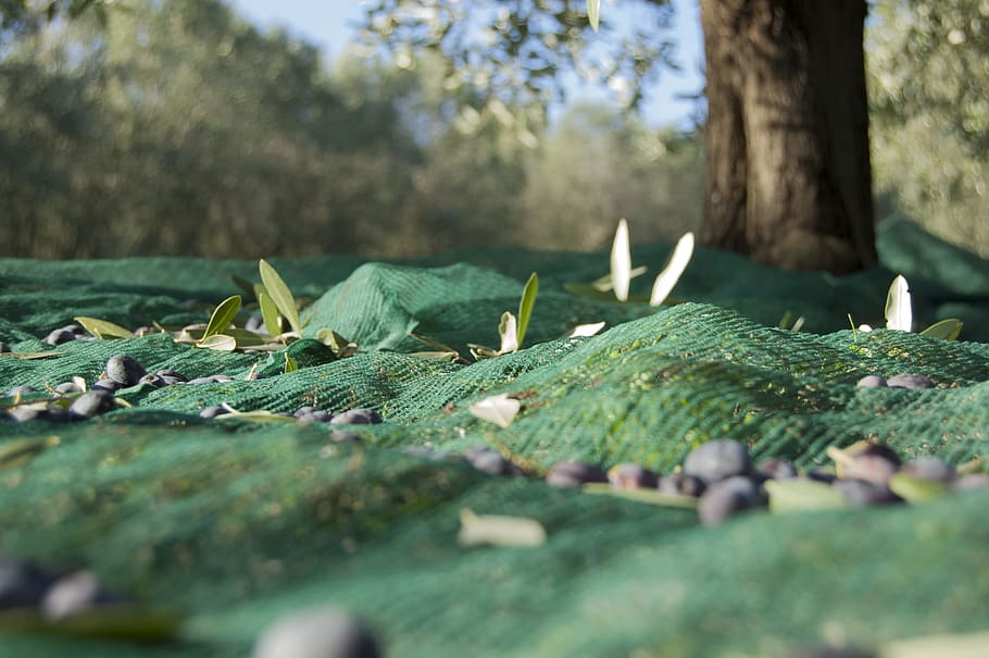 green leafed plant, Oil, Oliva, Branches, Nature, Green, plants, olive branch, cultivate, harvesting olives