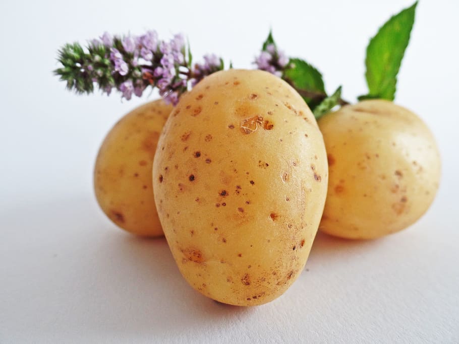 three brown potatoes, potatoes, vegetables, field, eat, bio, nature, bauer, agriculture, wellbeing