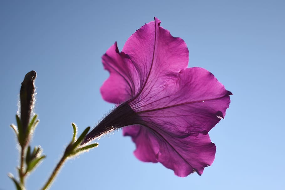 petunia, flower, purple, floral, plant, pink color, flowering plant, beauty in nature, freshness, close-up