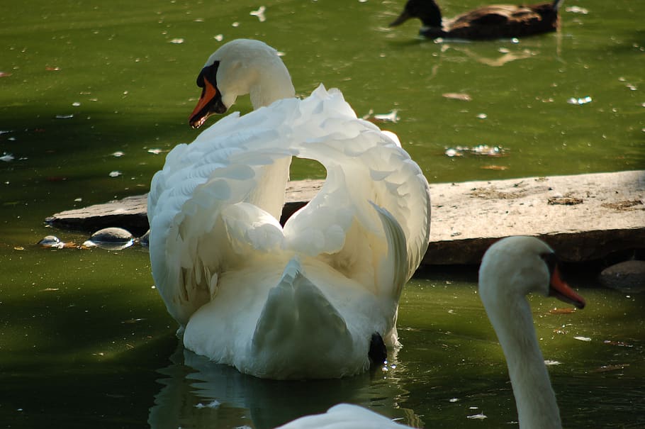 swan, birds, waterfowl, feathers, plumage, elegant, royal swan, pond, water, animals in the wild