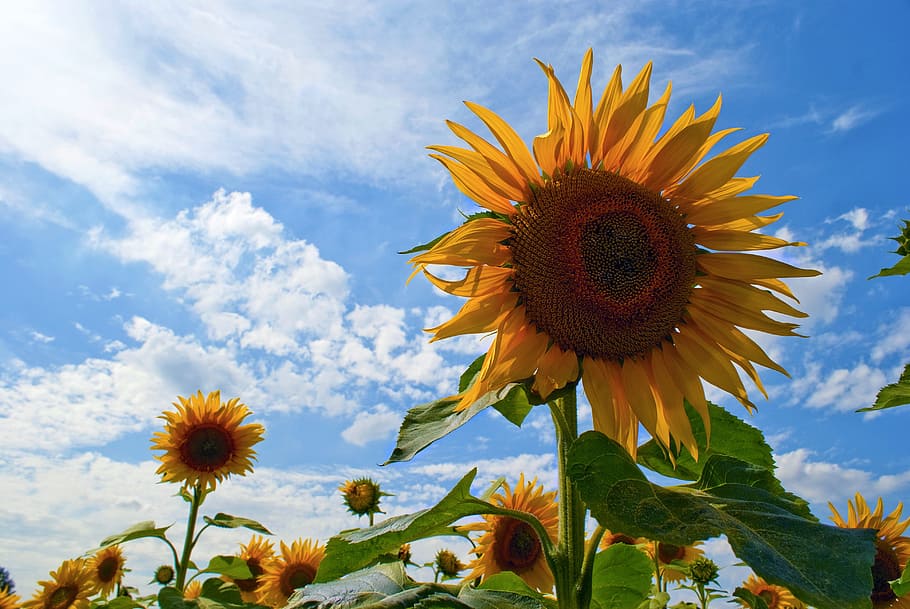 sunflowers, blue sky, sunflowers against a blue sky, sunshine, clouds, field of sunflowers, white clouds, fluffy clouds, large sunflower, flower