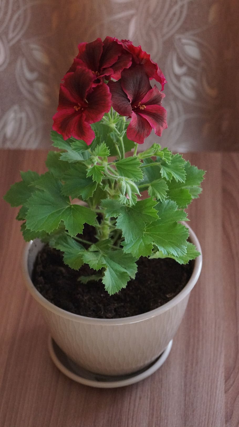 home flower, grade royal geraniums, pot, table, apartment, green, flower, flora, leaves, house