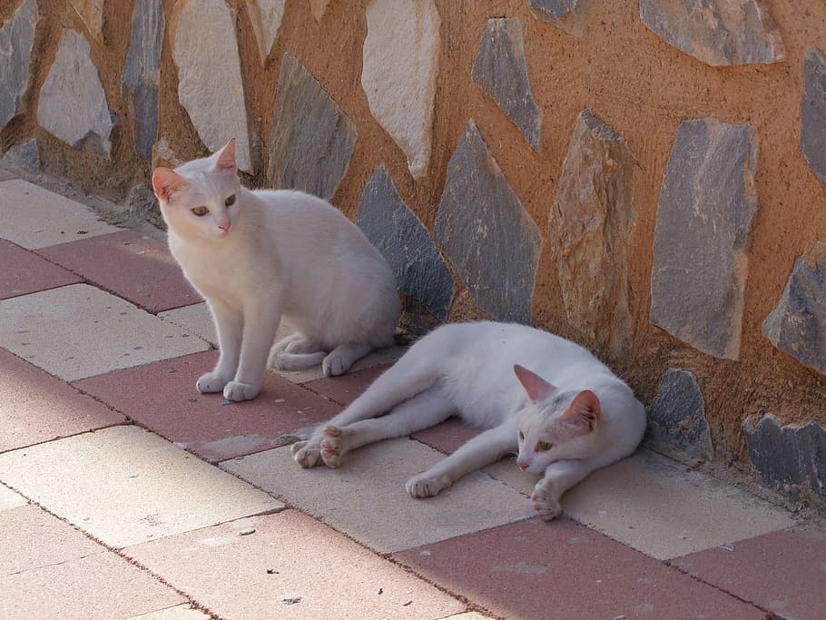 dos, pavimento de ladrillo, gato, blanco, gatos, callejeros, retrato, gatos blancos, gato doméstico, híbrido