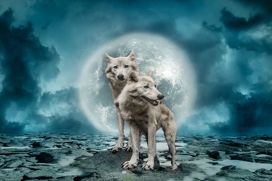 dua, coklat, ilustrasi serigala, serigala, predator, bulan purnama, awan, langit, steinweg, batu