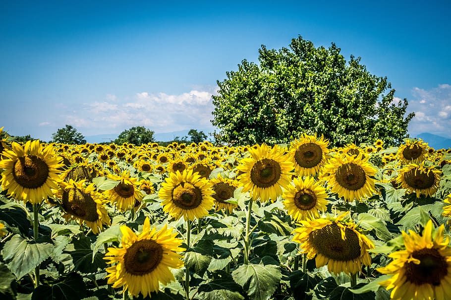 árbol, girasol, verano, naturaleza, árboles, verde, paisaje, campo,  plantas, prato | Pxfuel