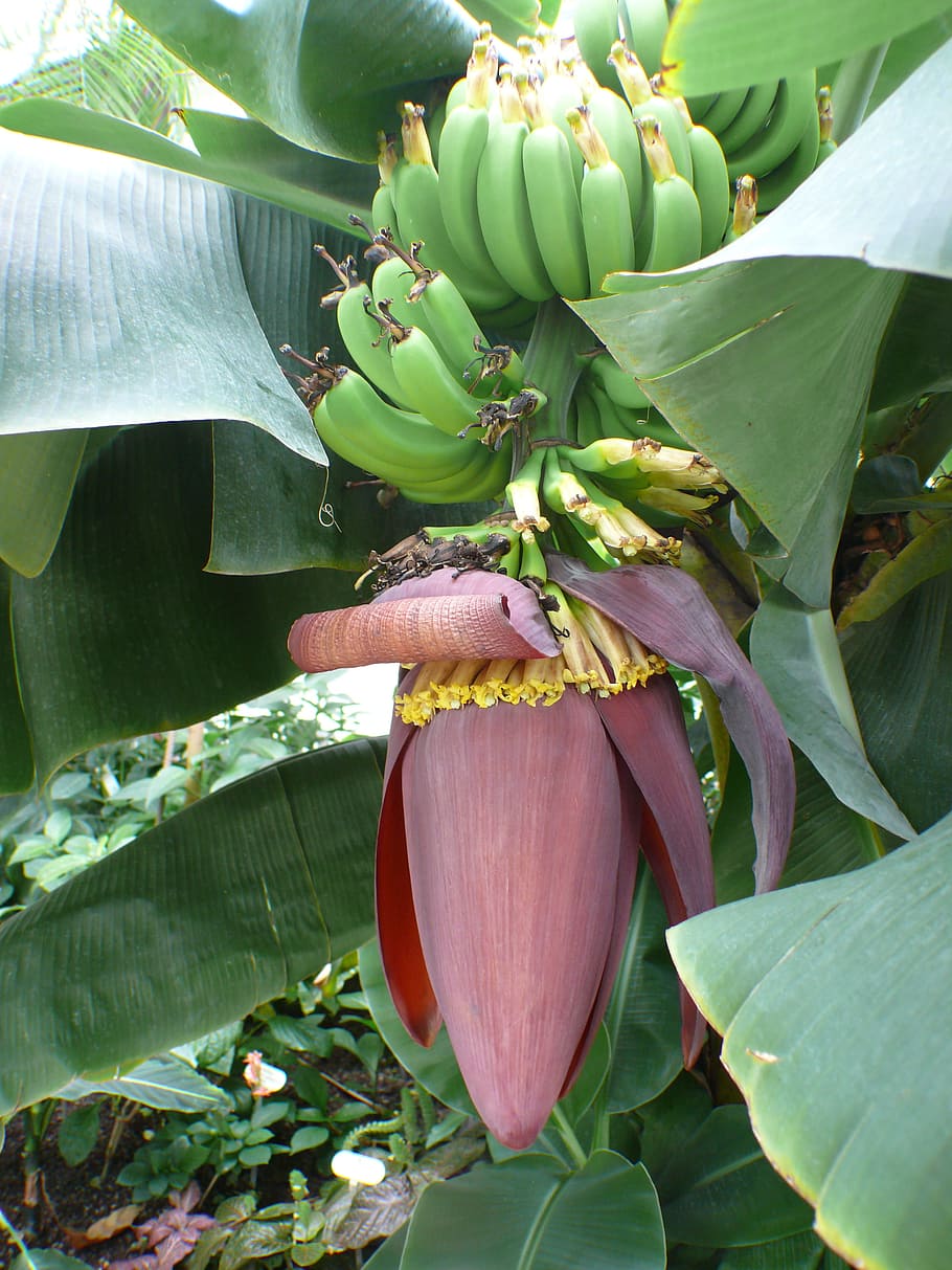 Bananeira, Bananas, Arbusto, arbusto de banana, fruta, folha, inflorescências, planta, banana, frutas