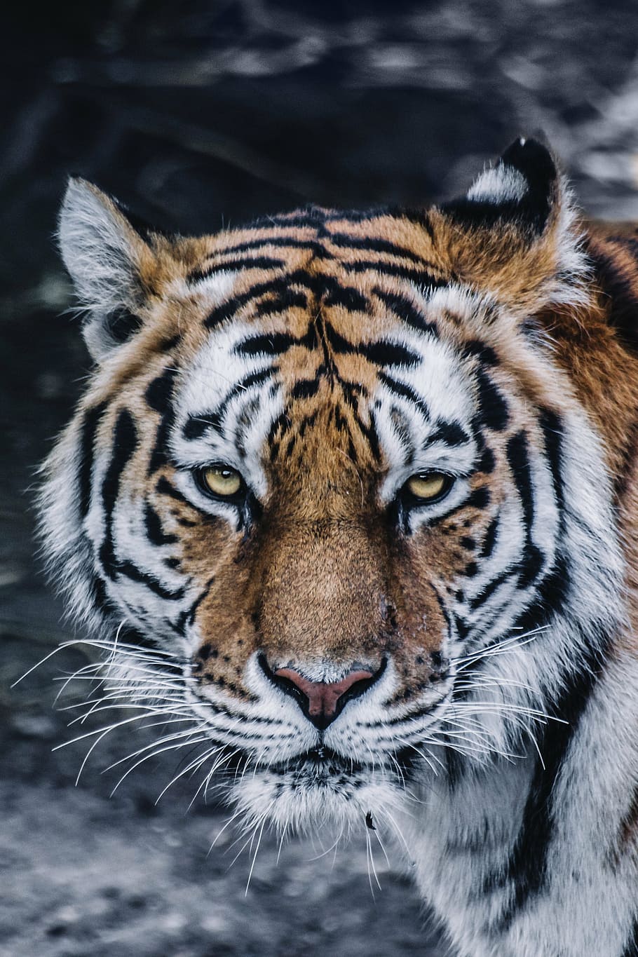 black, brown, bengal tiger, animal, big cat, close-up, feline, predator, tiger, wild cat