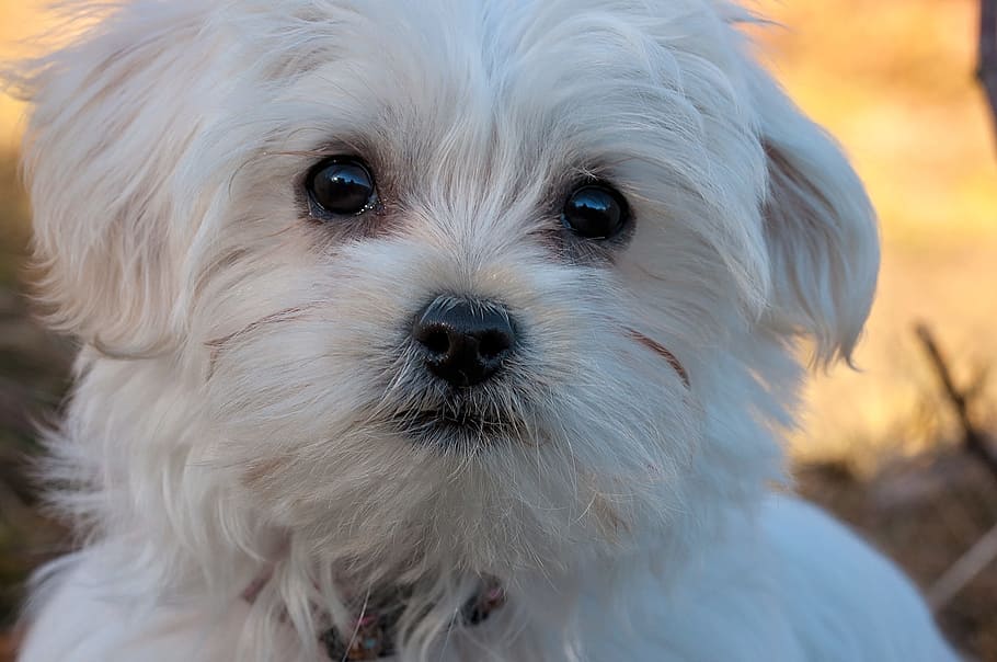 Foto de primer plano de cachorro maltés blanco, durante el día, perro, cachorro, perro joven, maltés, pequeño, dulce, lindo, joven