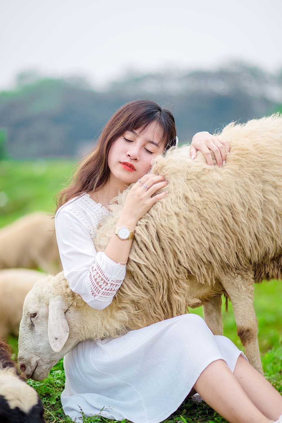 girl, sheep, lamb, field, farm, animals, summer dress, woman, female, sitting
