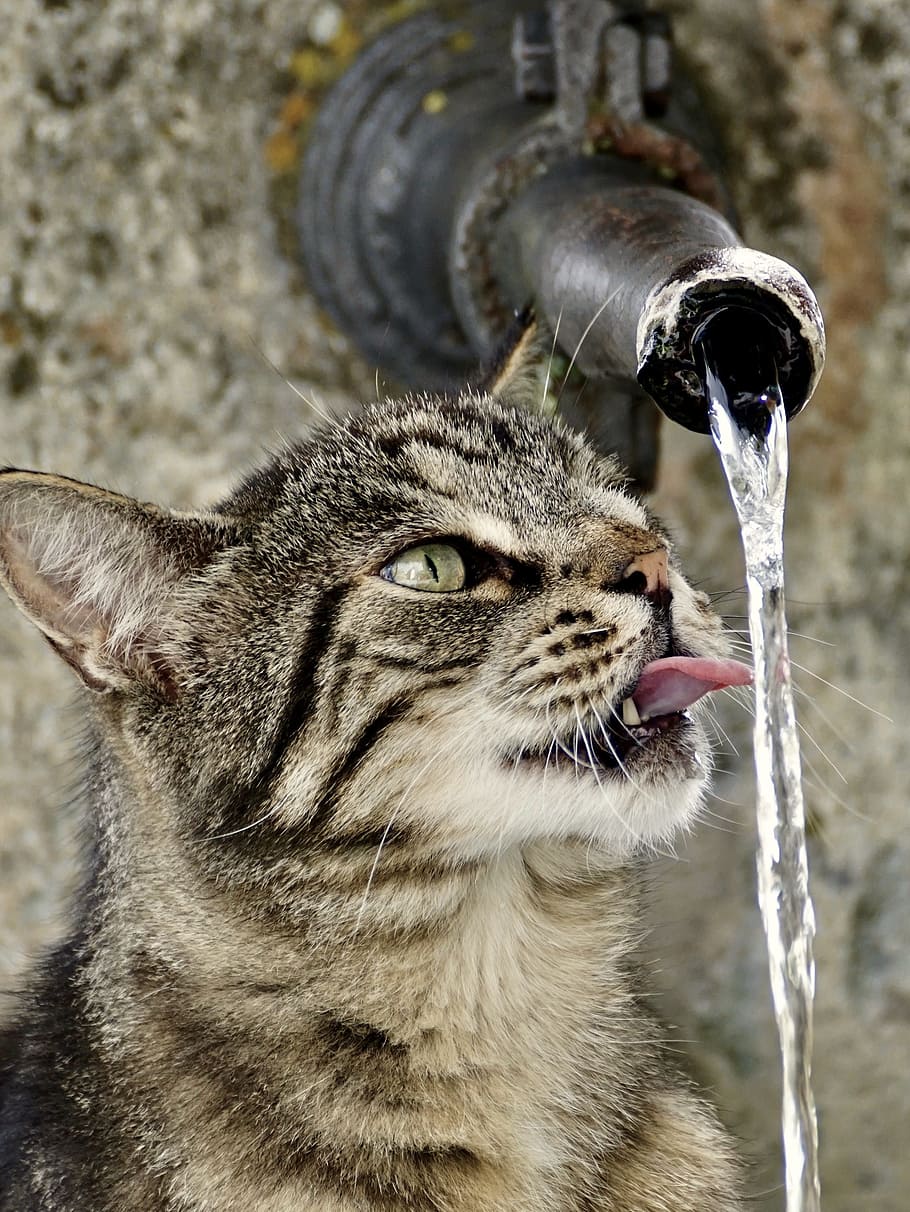 atigrado, gato agua potable, gato, tigre, animal, adidas, lindo, mundo animal, gato doméstico, cara de gato