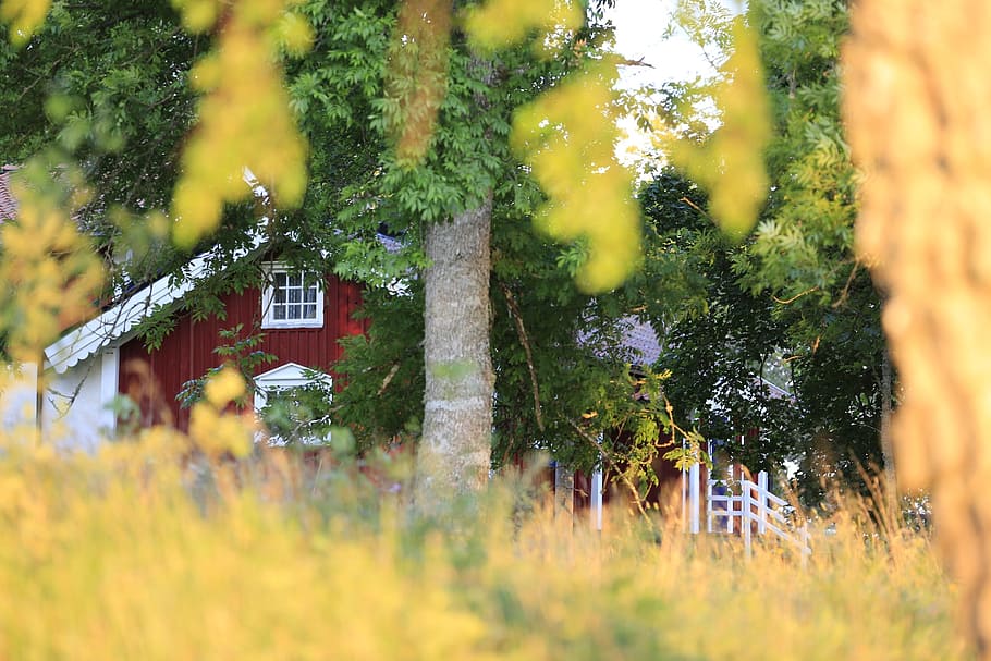selective, focus photography, red, house, woods, backyard, trees, garden, property, residential