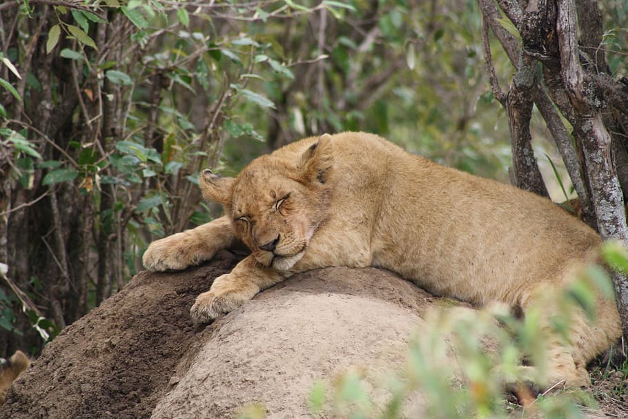 brown tiger sleeping, lion cub, africa, masai mara, animal, lion, young, wilderness, kenya, safari