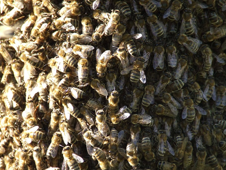 insectos, abejas, enjambre, fotograma completo, insecto, invertebrado, apicultura, primer plano, animal, gran grupo de animales
