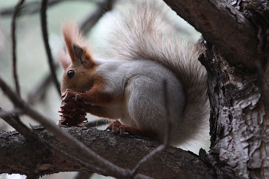 squirrel, nuts, cedar, rodent, nature, walnut, animal, animal themes, mammal, animal wildlife