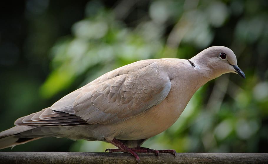 brown, bird, gray, railing, dove, ringdove, city pigeon, nature, garden, animal wildlife