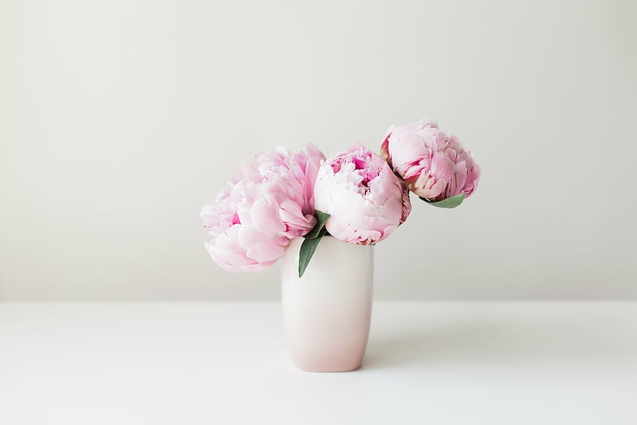 pink flowers, peonies, pink, flower, floral, summer, bouquet, celebration, pink color, peony