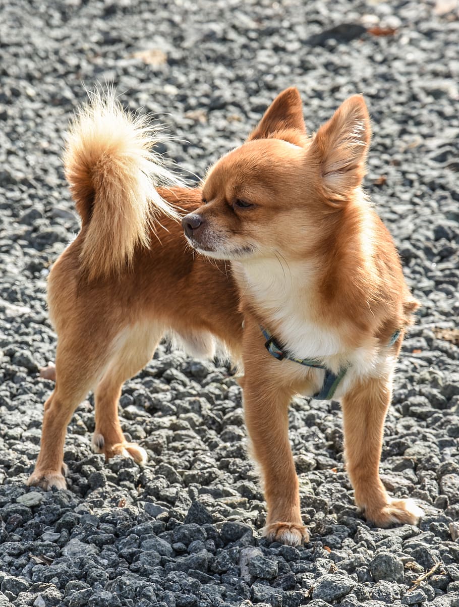red long-haired chihuahua, dog, cute, farm, pet, puppy, animal, adorable, cute dog, domestic