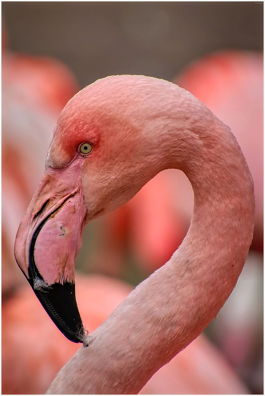 flamingo, zoo, bird, pink, nature, bill, water bird, feather, plumage, neck