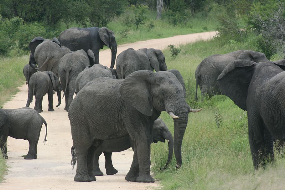 elefante, en el camino, para caminar, paisaje, sol, desierto, dominante, colmillo, cuidado, derecho de paso