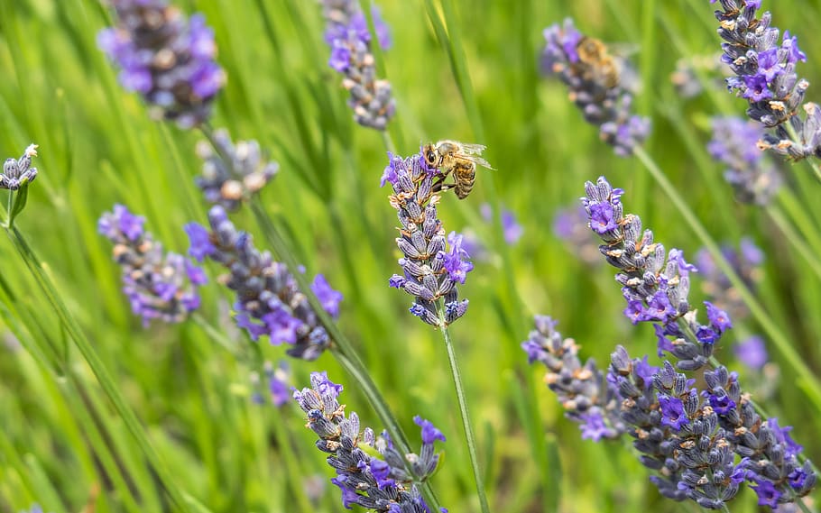 lavender, medicinal plant, bee, herb, nectar, collect, lavender flowers, lavender field, flower meadow, purple
